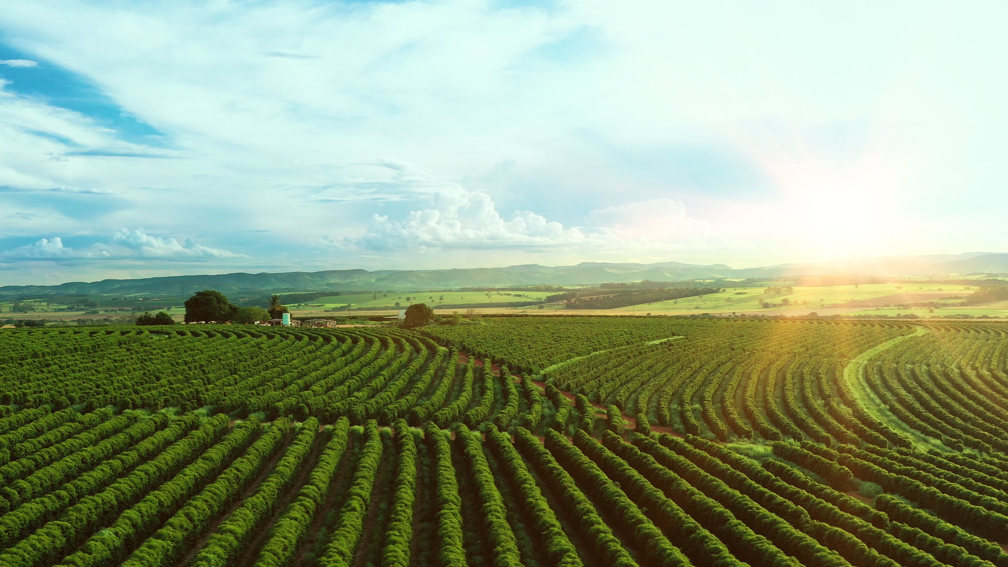 Brazil coffee plantation